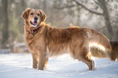 Un Golden Retriever debout dans la neige