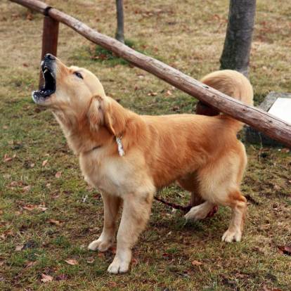 Un Golden Retriever sur un terrain herbeux et semblant aboyer