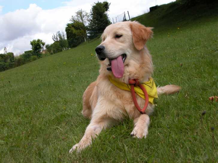 Utson - Golden Retriever Mâle (5 ans)