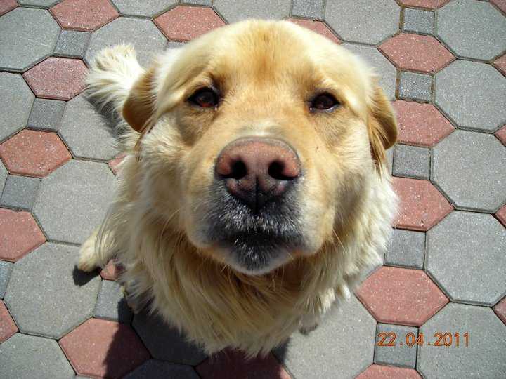 charlot - Golden Retriever Mâle (6 ans)