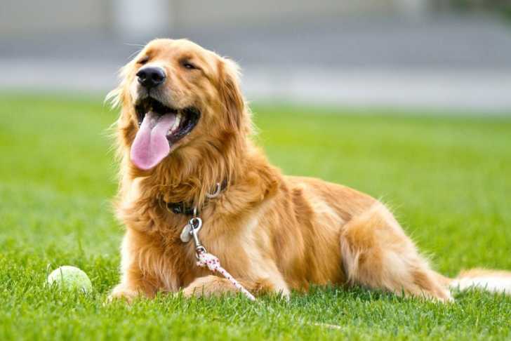 Photo Golden Retriever