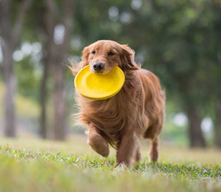 Le Golden Retriever