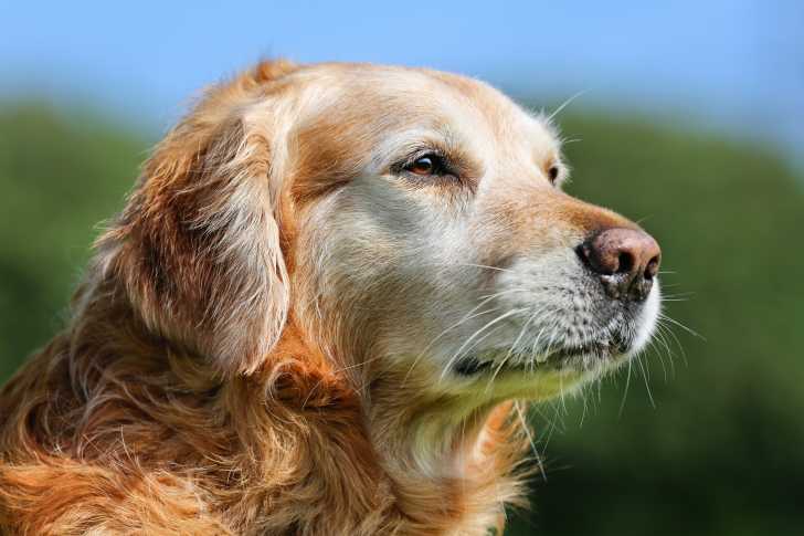 Photo Golden Retriever