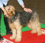 Photo Chien Courant de Bosnie à Poil Raide