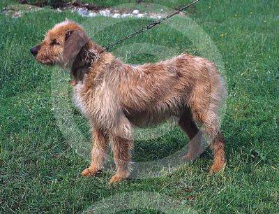 Chien Courant de Bosnie à poil raide - Chien Courant de Bosnie à Poil Raide