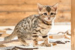 Un chaton Bengal assis dans un petit cabanon en bois