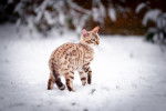 Un Bengal se promène en hiver