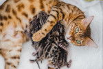 Un Bengal avec ses chatons