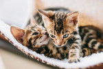 Des chatons Bengals en train de jouer 
