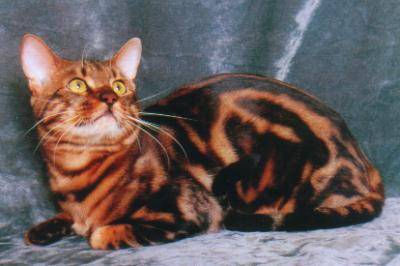 Bengal - Bengal