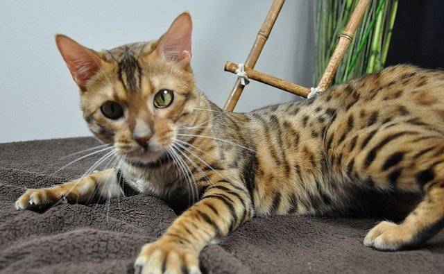 Léonard (Bengal) - Bengal