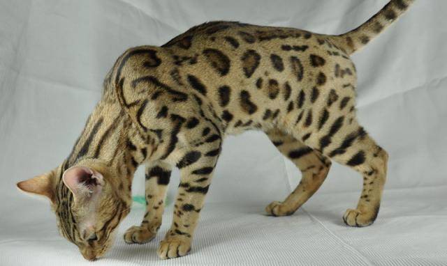Johnny mon beau et adorable Bengal - Bengal