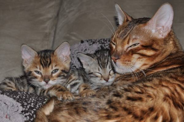Gaspard et Léon avec papa Léo..quelle belle famille bengal - Bengal