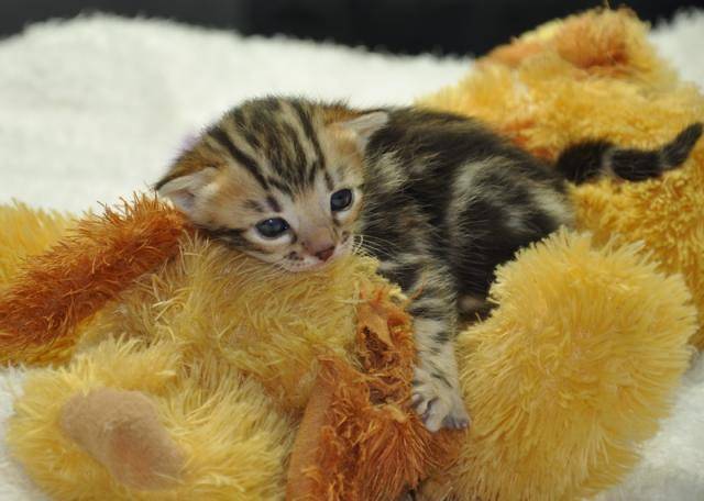 Chatons Bengal - Bengal