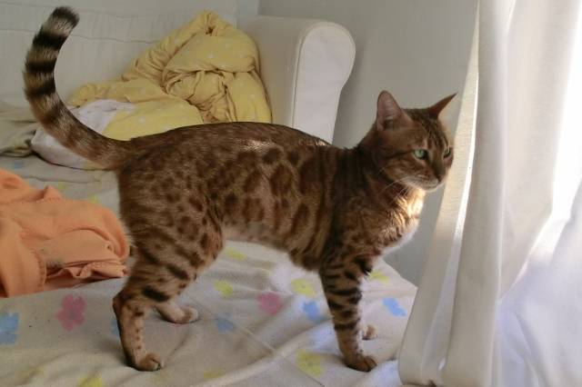 Kinich Ajaw (Bengal) - Bengal