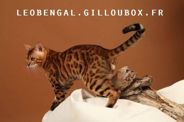 leobengal1.jpg - Bengal