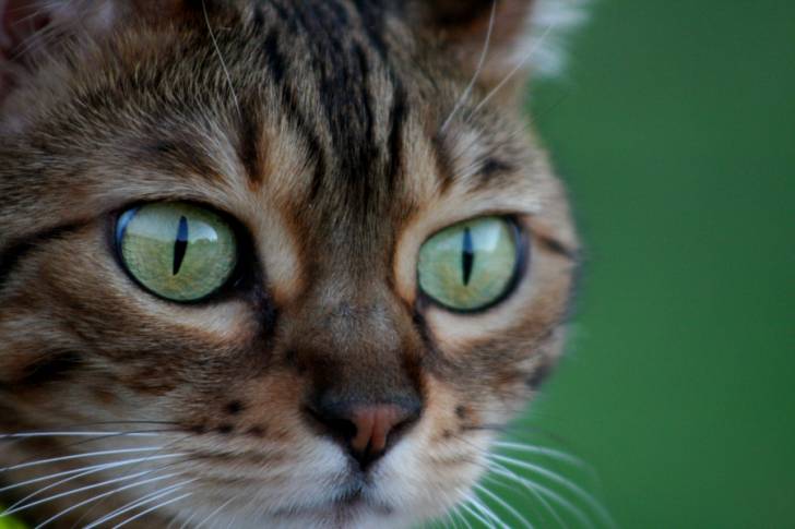Le Bengal - Bengal