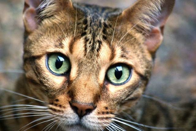 Le Bengal - Bengal