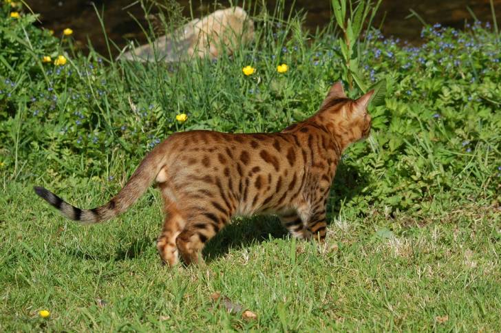Le Bengal - Bengal