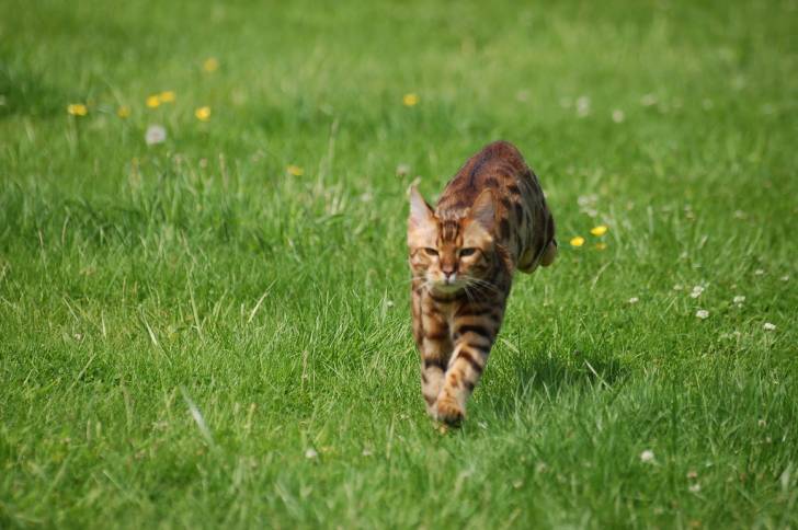 Le Bengal - Bengal