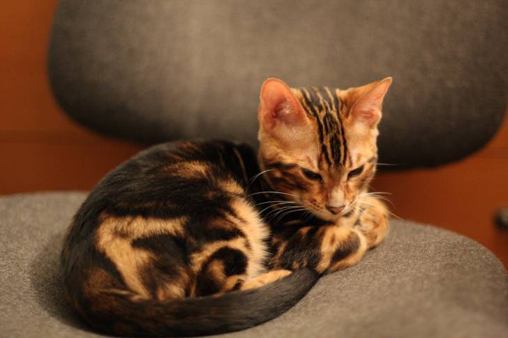 Le Bengal - Bengal