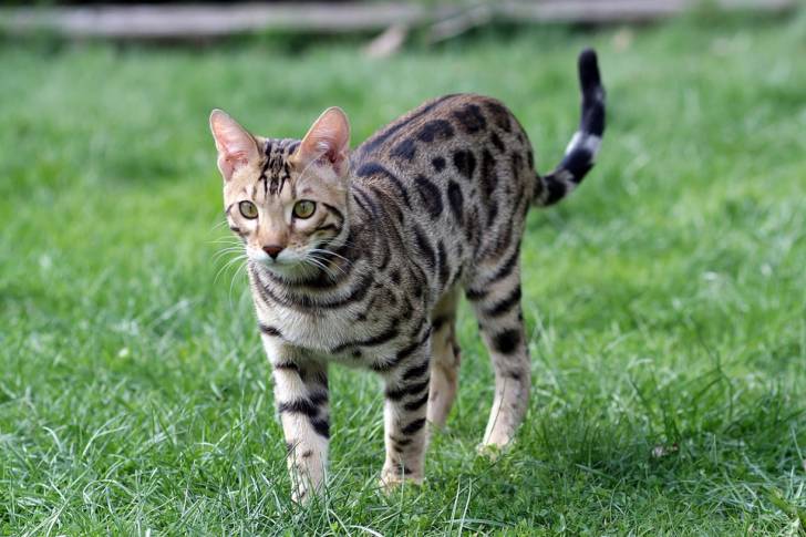 Bengal - Bengal