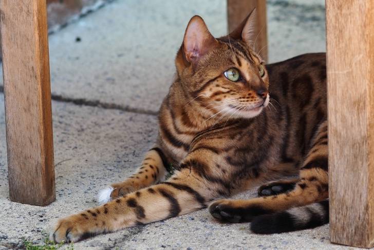 Bengal - Bengal