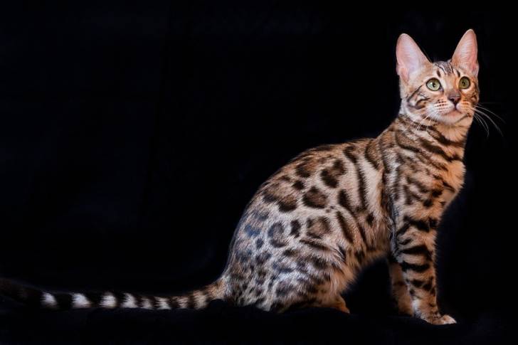 Bengal - Bengal