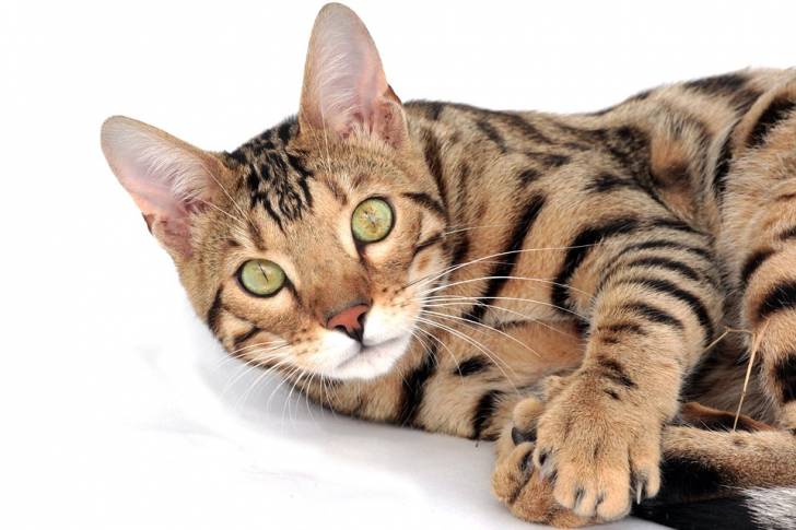 Bengal - Bengal