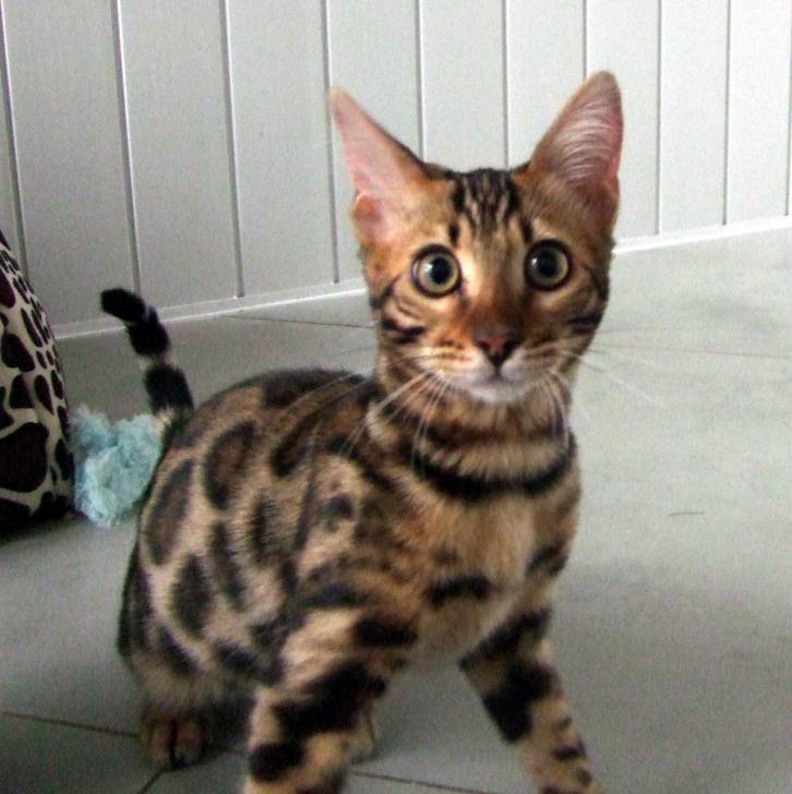 Photo Bengal Mâle