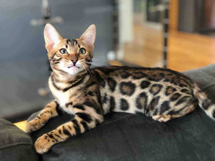 Osiris - Bengal Mâle (4 mois)