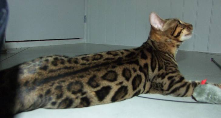 Photo Bengal