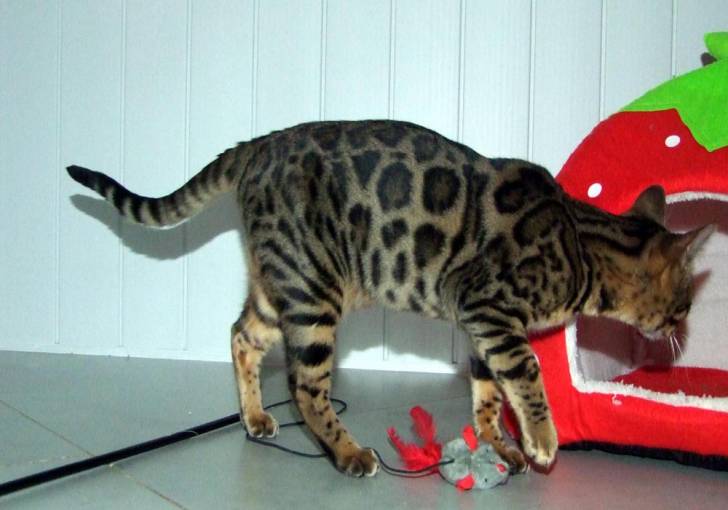 Photo Bengal (6 mois)