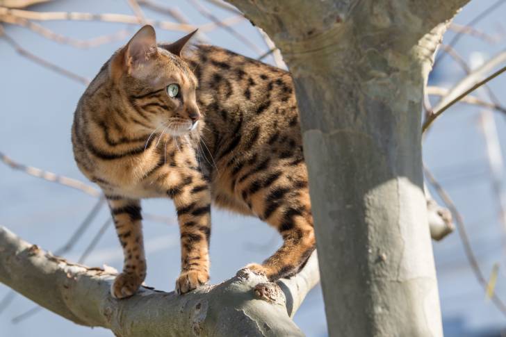Photo Bengal