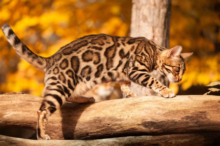 Un beau Bengal marbled grimpe sur une branche