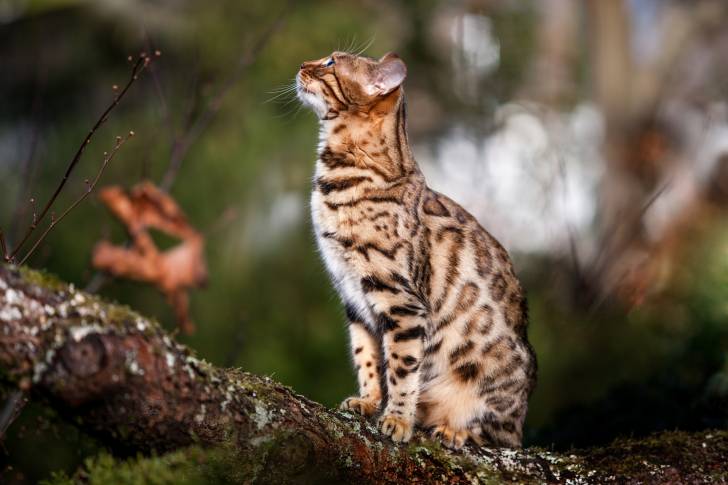Un Bengal assis sur une branche d'arbre