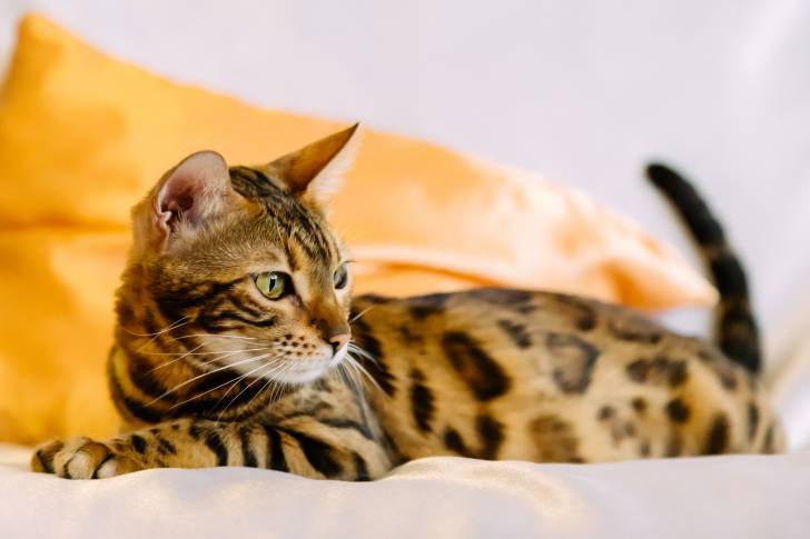 Un Bengal allongé sur un lit 