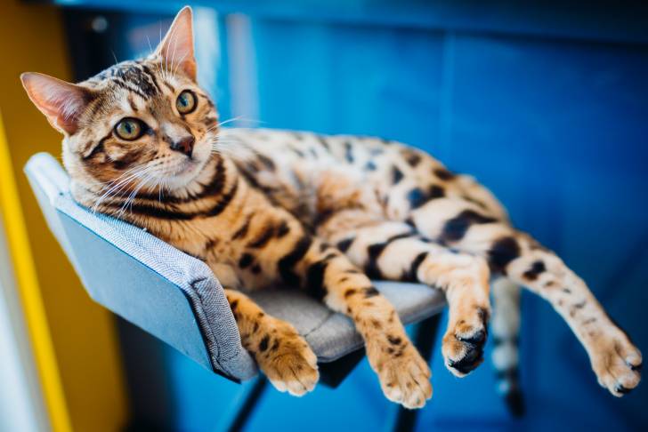 Un Bengal allongé sur un tabouret
