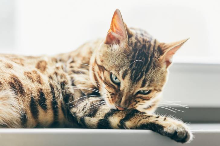 Photo Bengal