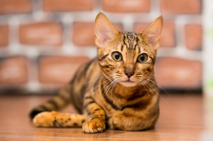 Photo Bengal