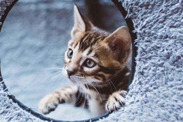 Un Bengal dans un arbre à chat