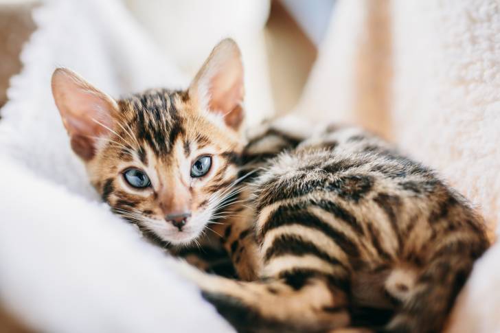 Photo Bengal
