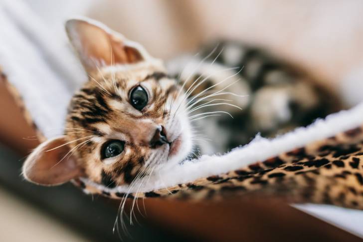 Photo Bengal