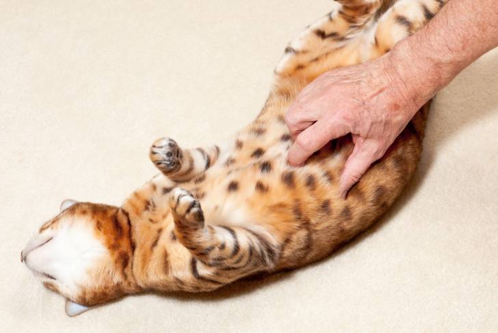 Photo Bengal