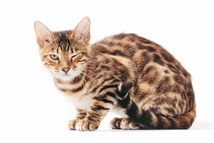 Photo Bengal