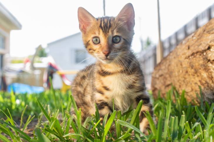 Photo Bengal