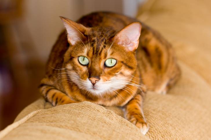 Un Bengal allongé sur le dos d'un canapé beige
