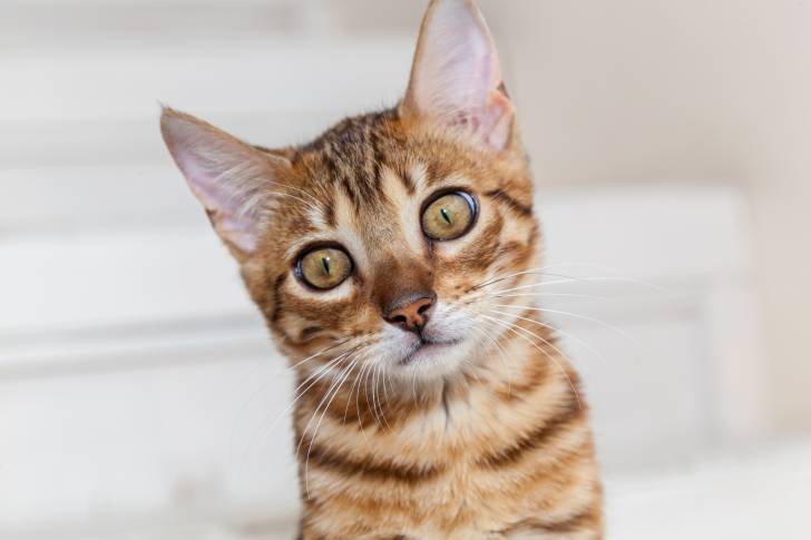 Le portrait d'un Bengal