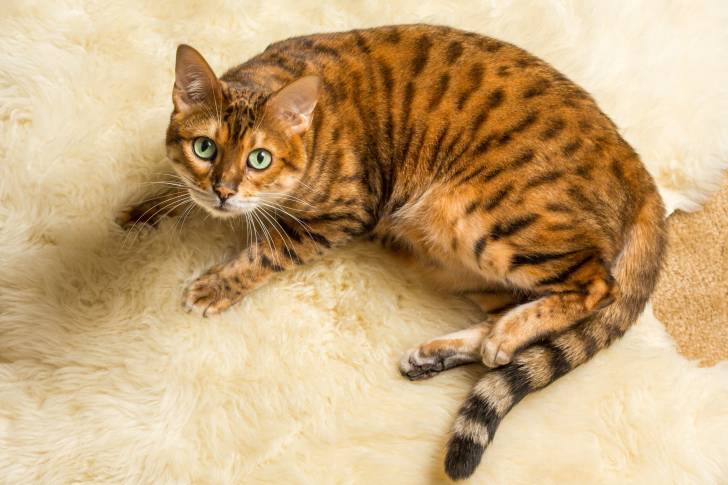 Photo Bengal
