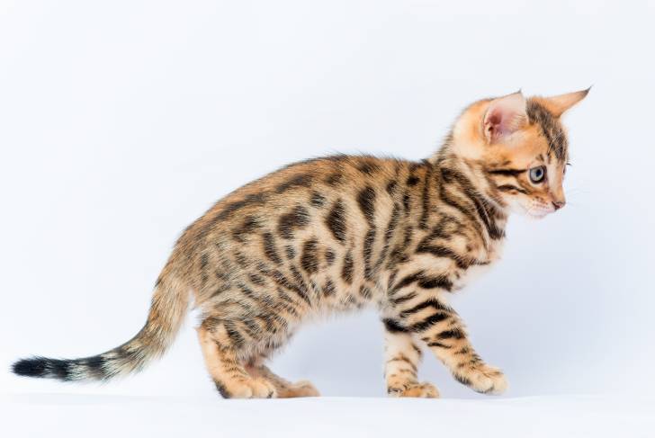 Photo Bengal
